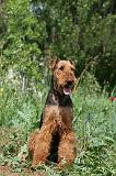 AIREDALE TERRIER 309